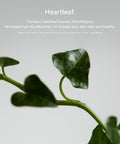 Abib HEARTLEAF SPOT PAD CALMING TOUCH (80 pads) - Kpopfuture